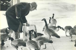 Canada geese flock hungrily to Leslie Szabo, the Bread Man of Toronto Island