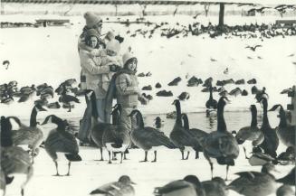 Geese in High Park get handout from Sylvia and Gordon Lemay and children Sarah and Caron