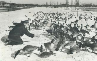 For 16 years,. Humane Society inspector Wilf Patey has been feeding the ducks and Canada geese along the Toronto waterfront each winter as part of his(...)