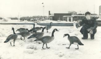 Canada geese winter on the credit
