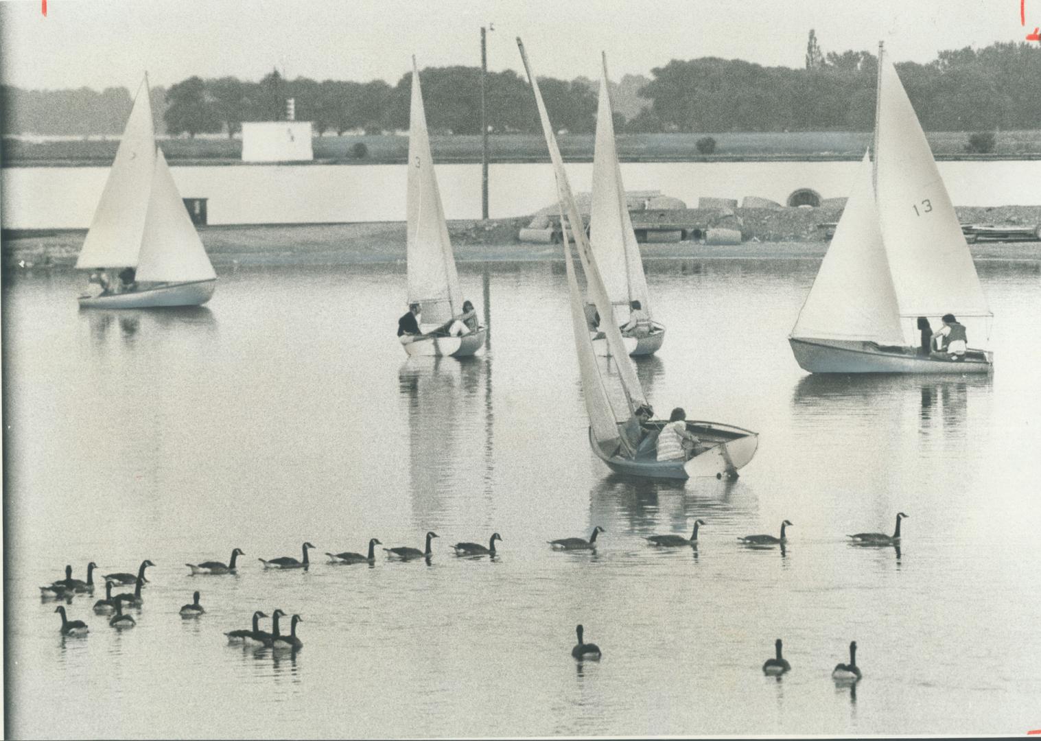 Canada geese stage their own sailpast