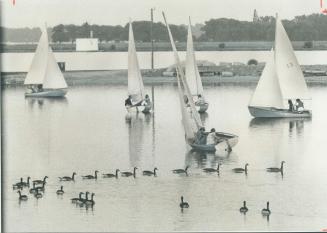 Canada geese stage their own sailpast