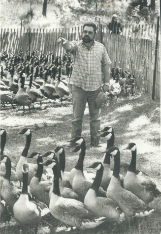 Garry's on a wild goose chase. Garry McCullough helps corral a gaggle of 1,320 Canada geese on Toronto Islands yesterday. It's part of a project that (...)