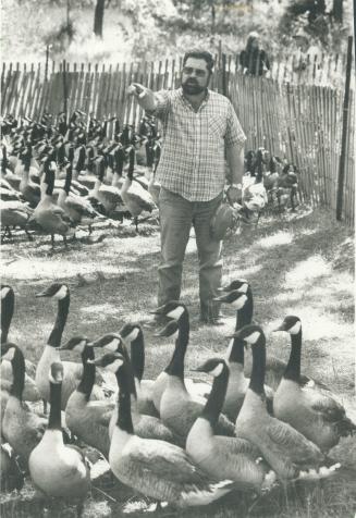 Garry's on a wild goose chase. Garry McCullough helps corral a gaggle of 1,320 Canada geese on Toronto Islands yesterday