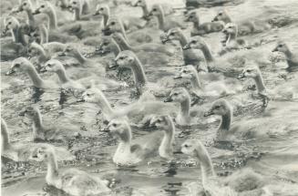 Even Canada's wild ducks know a good thing when they find it, and several hundred winter annually along the lakeshore and at Toronto Island