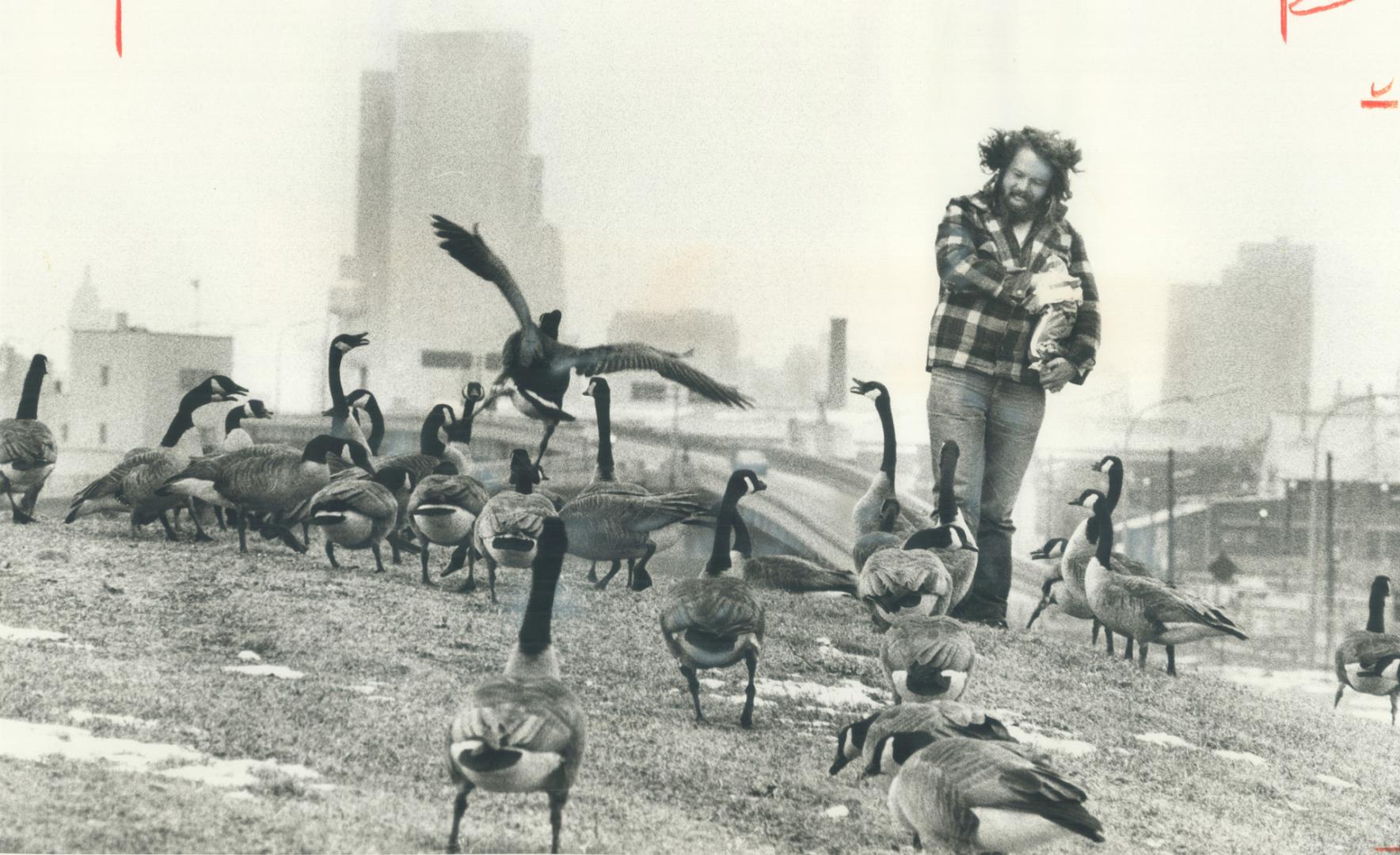 It's lunch time for Canada Geese