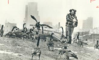 It's lunch time for Canada Geese