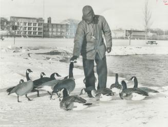 It's time of a handout, and Humane Society Inspector George Pichler offers grain to a flock of Canada Geese wintering along Metro's Lake Ontario shore(...)