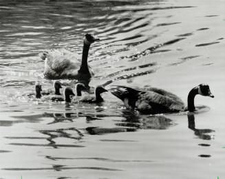 Spring is sprung: Goslings followed morn and pop on the Mill Pond in Richmond Hill last week