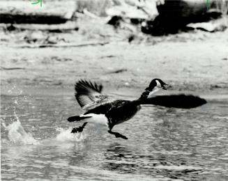 Starving goose resists attempts to rescue it