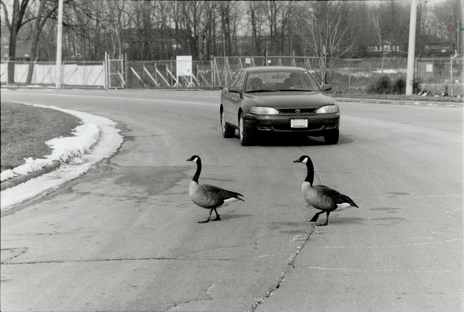 Canada Geese