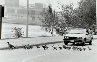 Nice weather - for geese. Mother Goose takes her flock for a stroll under less than summery skies near Ashbridges Bay on Metro's waterfront. Today's w(...)