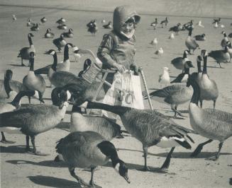 Goodies for the gaggle. Ashley Joannov, 5, feeds geese in Bluffers Park, by Scarborough Bluffs yesterday. She and her feathered pals put up with sligh(...)