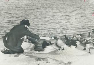 It's lunchtime for a flock of Canada geese along the lakeshore, near Ellis Ave