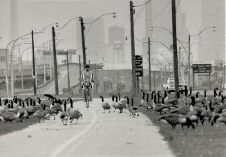Southbound geese make rest stop in Metro