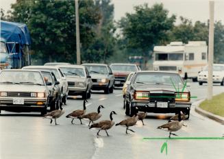 vHonk and we'll honk back. Perhaps the Canada geese were quackers to pull their traffic-stopping act on a rain-soaked Lake Shore Blvd. near Glendale A(...)
