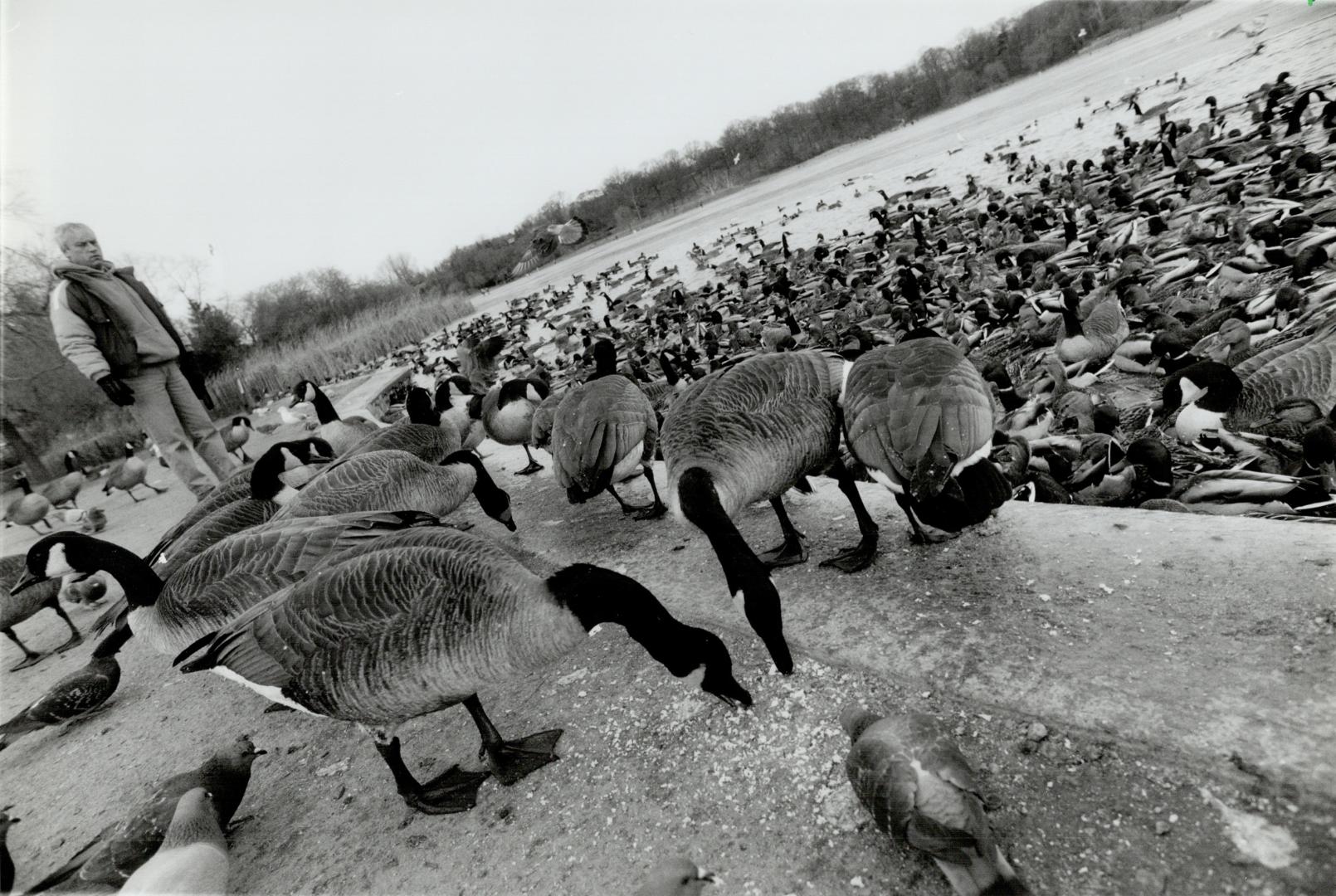 Birds - Geese, Canada (2 of 2 files) (color)