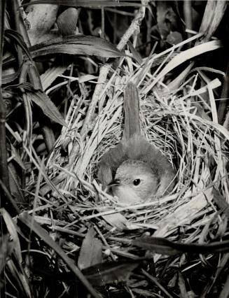 The Northern yellow-throat nests near the ground