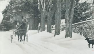 His training track snowbound, blacksmith Charlie Langen works out lIttle Baron on a snowy lane on his 80-acre rented farm a mile northwest of Oak Ridg(...)