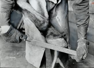 Filing the hoof, Charlie Langen finishes shoeing a horse