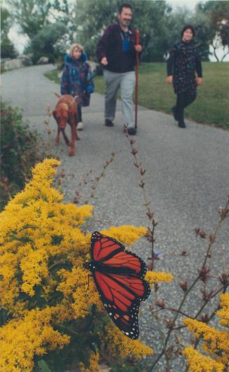 Monarch butterfly Ashbridge's Bay Park