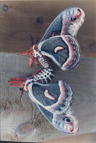 Male and Female Cecropia Moth