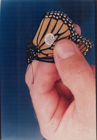 Butterflies and Moths - miscellaneous (1 of 2 files)
