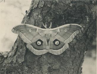 Common collector's item is this 4-inch polyphetemus brown moth photographed laying eggs