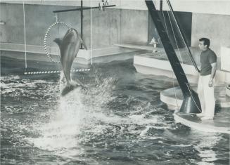 Splashy showgirl, this dolphin leaping through a hoop for trainer Tom Eberman, is one of troupe of 10 entertaining visitors at Expo's La Ronde. The ma(...)