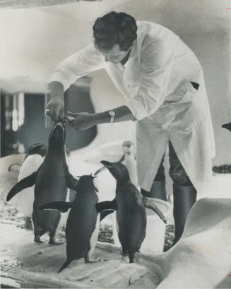 Maurice Senecal feeds his penguins