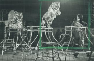 Charly Baumann, the world's greatest tiger trainer and his cageful of Royal Bengal and Siberian tigers