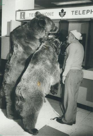 Ballards's new recruits? The Leafs could use a couple of big guys like these Syrian Brown Bears, but owner Harold Ballard won't get his chance because(...)