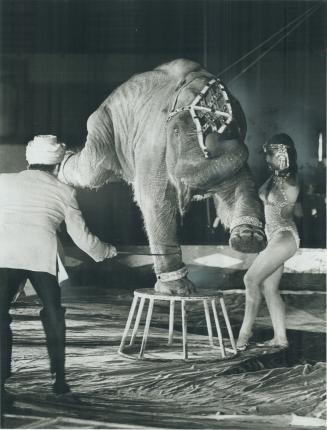 The circus comes to town. Ina the Almost Human Elephant goes through her paces to the delight of squealing children as the Hanneford Circus opened of (...)