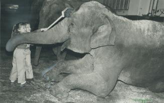 Pampered pet. Five-year-old twins Susan and Jennifer Steinherr are old hands at brushing down-elephants - this one belongs to their grandfather, Al Vi(...)