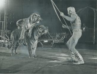 Master of tigers, horses and elephants, Gunther Gebel-Williams puts a couple of his big cats through their paces at circus in Coliseum of Canadian Nat(...)