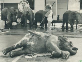 Ginger Kennington, 7, scrubs Luna, a 4-year-old elephant appearing with Ford Family Circus at the Ontario Place Forum during the CNE. Ginger's mother (...)