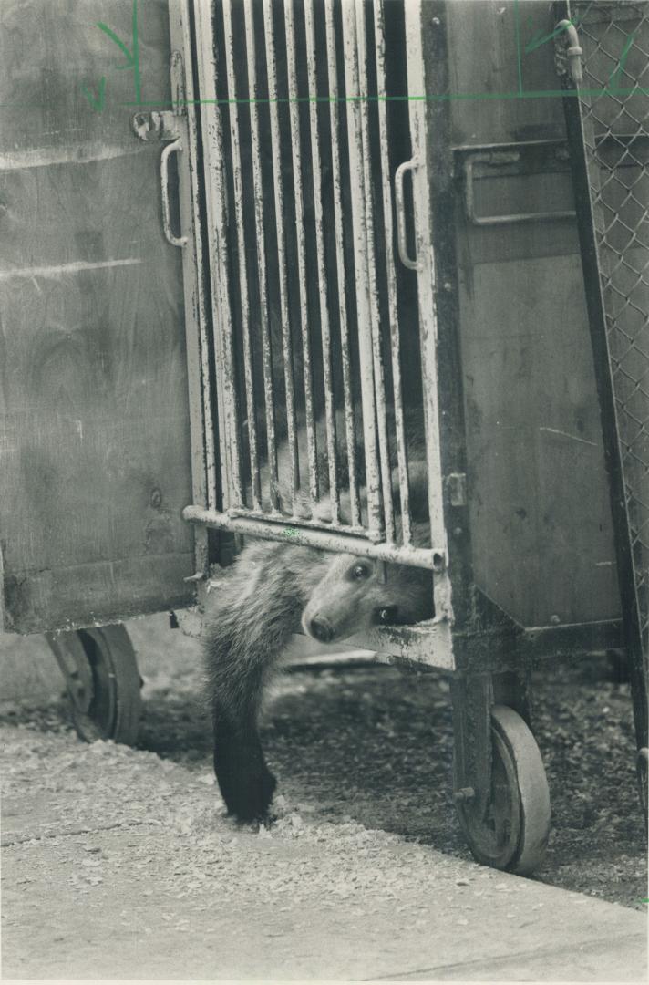 Behind bars: A bear cub walts to perform in the Moscow Circus at the CNE in 1988, amid humane society charges of cruelty