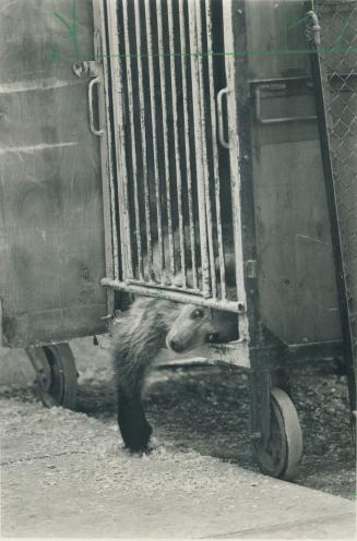 Behind bars: A bear cub walts to perform in the Moscow Circus at the CNE in 1988, amid humane society charges of cruelty