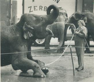 Bunny, an Indian elephant with the Tarzan Zerbini Shrine Circus, stoops so Jerry Parshall's wash hose can wet his considerable whistle. The circus is (...)