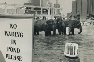 ... Unless you bring trunks. After a hard day's work even elephants need to cool off, so three pachydrems from the Shrine Circus ignored signs and too(...)