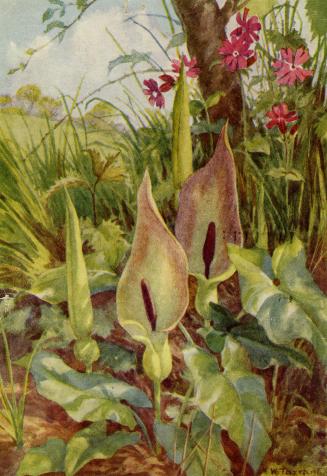 Lords and Ladies or wild arum