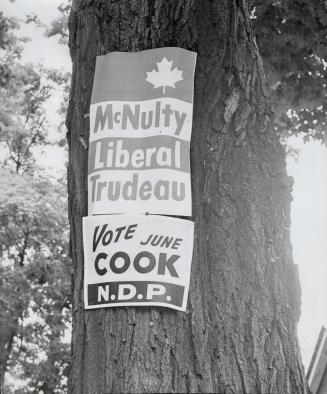 Campaign posters decorate tree, Liberal and NDP candidates prefer this method
