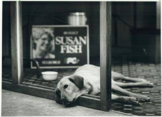Freddie the dog stayed at Susan Fish's headquarters throughout the campaign