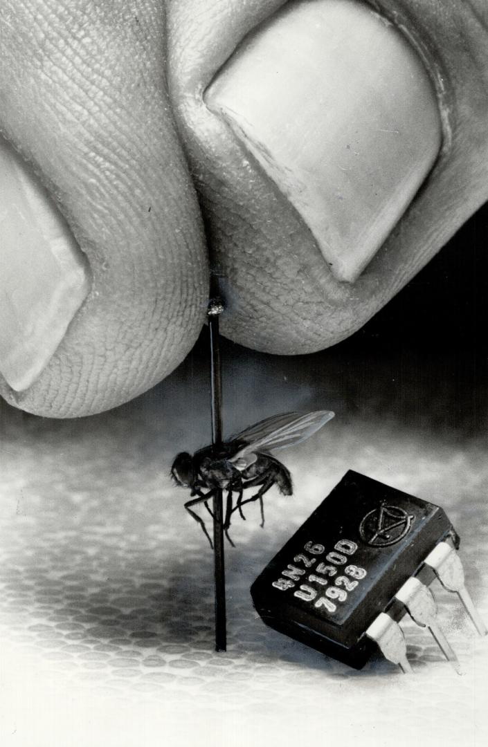 Curse or blessing? The tiny silicon chip makes even a fly look big, but it's leading the microelectronic revolution, which could remove the need for physical work and put most of us out of a job