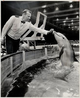 Trainer Dell Winders holds tidbit for leaping Pedro the dolphin, This type of intelligent fish could be lifeguard of the future