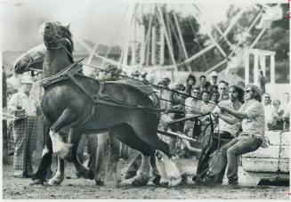 In the light horse-drawing compeition yesterday at the Uxbridge Fall Fair, Doug Coad of Woodville reins his team back to be hitched to the stoneboat. (...)