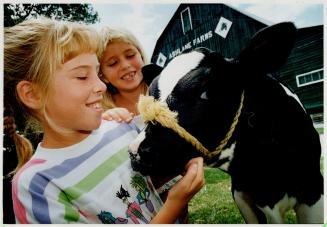It's a fair contest, Michelle Miller, 8 (foreground) and sister Melissa, 6 of Markham are hoping their calf wins a prize at the Markham Fair Oct. 3 to 6