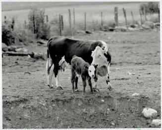 Prices Plunge: Beef farmers face falling prices this year