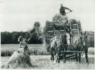 Bringing in the sheaves -- Old style, Directing his team from on top of the load, farmer Hugh Miller takes in barley yesterday with help from his nephew, Donald Miller