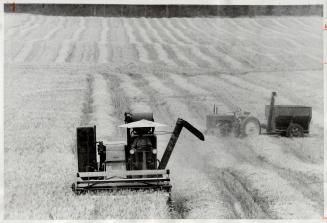 Combining Babley on his farm south of Bond Head, J